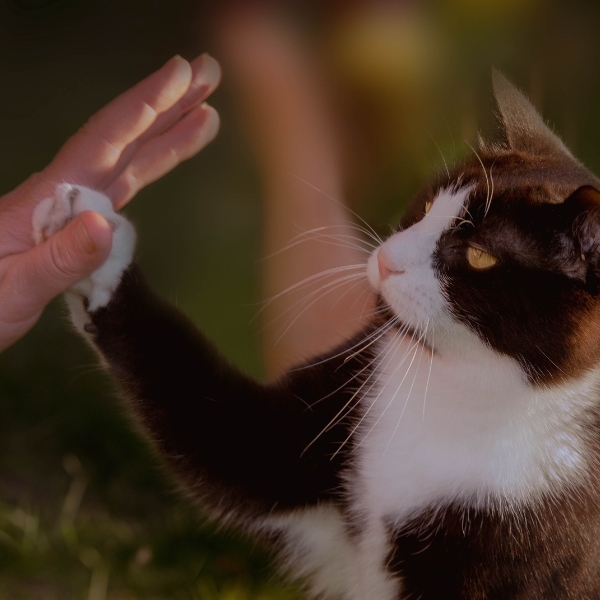MBA RESPONSABLE ETHIQUE ET BIEN ETRE ANIMAL